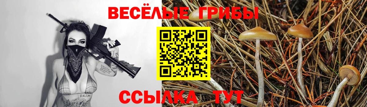 Псилоцибиновые грибы Psilocybine cubensis Тара